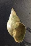 Lymnaea stagnalis
