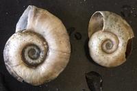 Planorbarius corneus