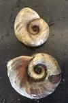 Planorbarius corneus