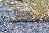 Limax maximus