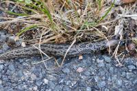 Limax maximus