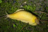 Testacella haliotidea