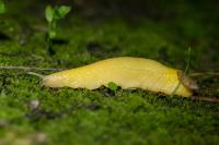 Testacella haliotidea