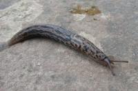 Limax maximus