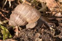 Pomatias elegans