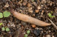 Deroceras reticulatum