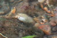 Anodonta anatina