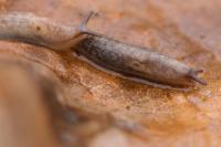 Deroceras reticulatum