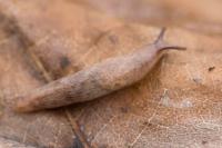 Deroceras reticulatum