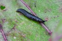 Arion hortensis