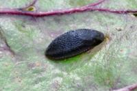 Arion hortensis
