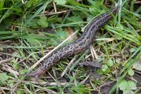 Limax maximus