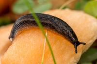 Arion hortensis