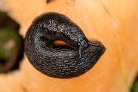 Arion hortensis