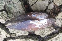 Anodonta cygnea