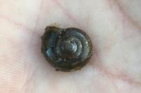 Oxychilus draparnaudi