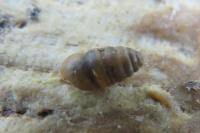 Lauria cylindracea