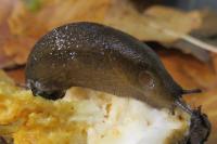 Arion subfuscus