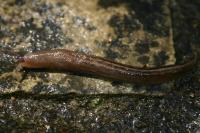 Ambigolimax valentianus