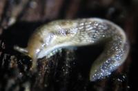 Lehmannia marginata