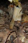 Arion subfuscus