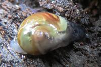 Semilimax pyrenaicus