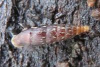 Clausilia bidentata