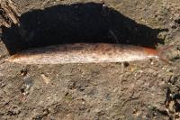 Deroceras reticulatum