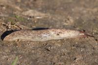 Deroceras reticulatum