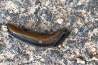 Arion hortensis