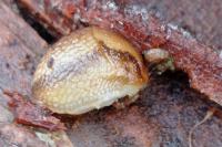 Arion subfuscus