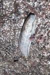 Arion fasciatus