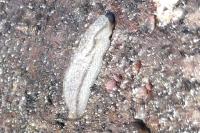Arion fasciatus