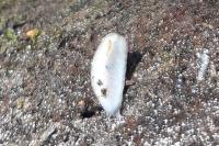 Arion fasciatus