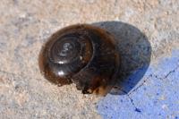 Oxychilus draparnaudi