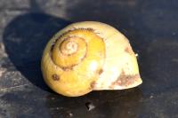 Cepaea