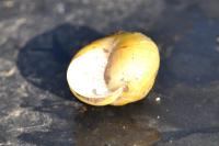 Cepaea