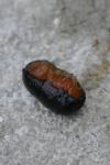 Arion hortensis