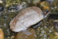 Testacella haliotidea