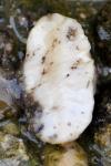 Testacella haliotidea
