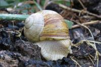 Helix pomatia