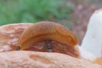 Arion subfuscus