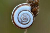 Cernuella aginnica
