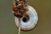 Cernuella aginnica