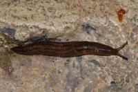 Ambigolimax valentianus