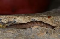 Ambigolimax valentianus