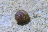 Acanthinula aculeata