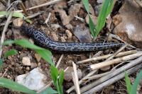 Limax maximus