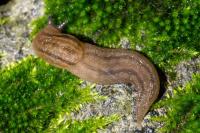 Ambigolimax valentianus