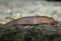 Ambigolimax valentianus